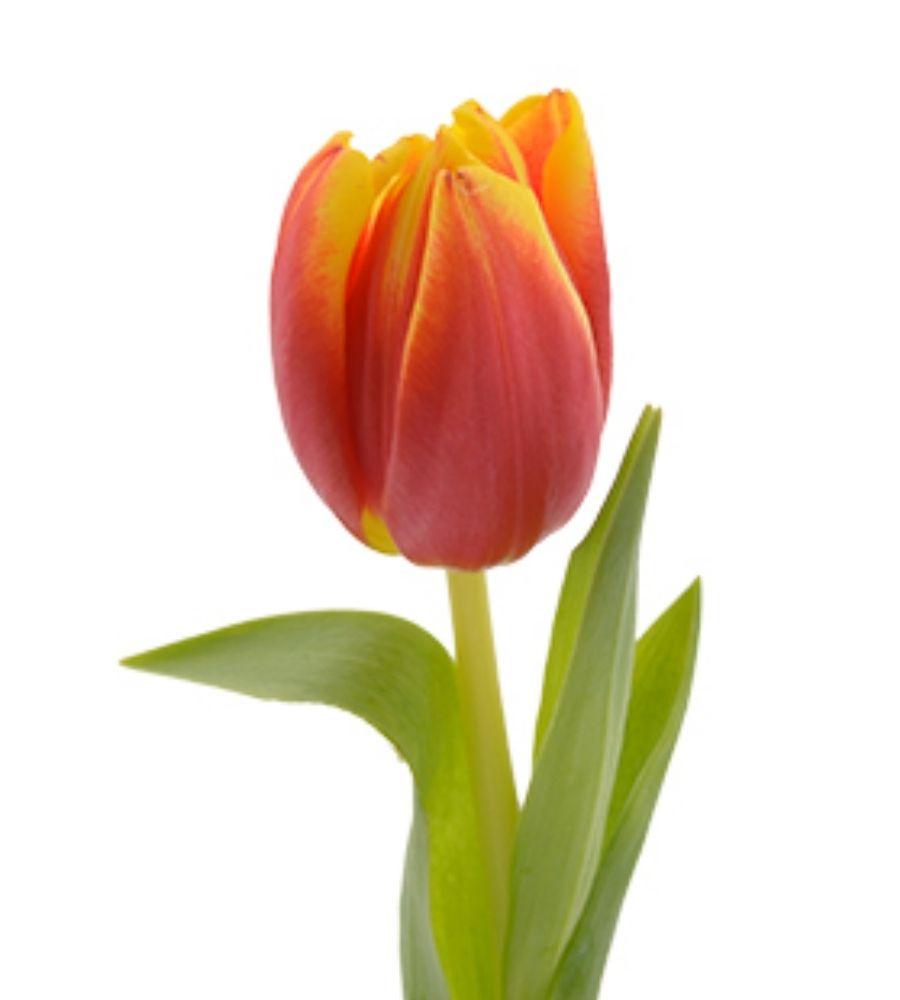 Tulipanes / Amarillo / Naranja / Bicolor / Moradas | S/10.00 | Lima