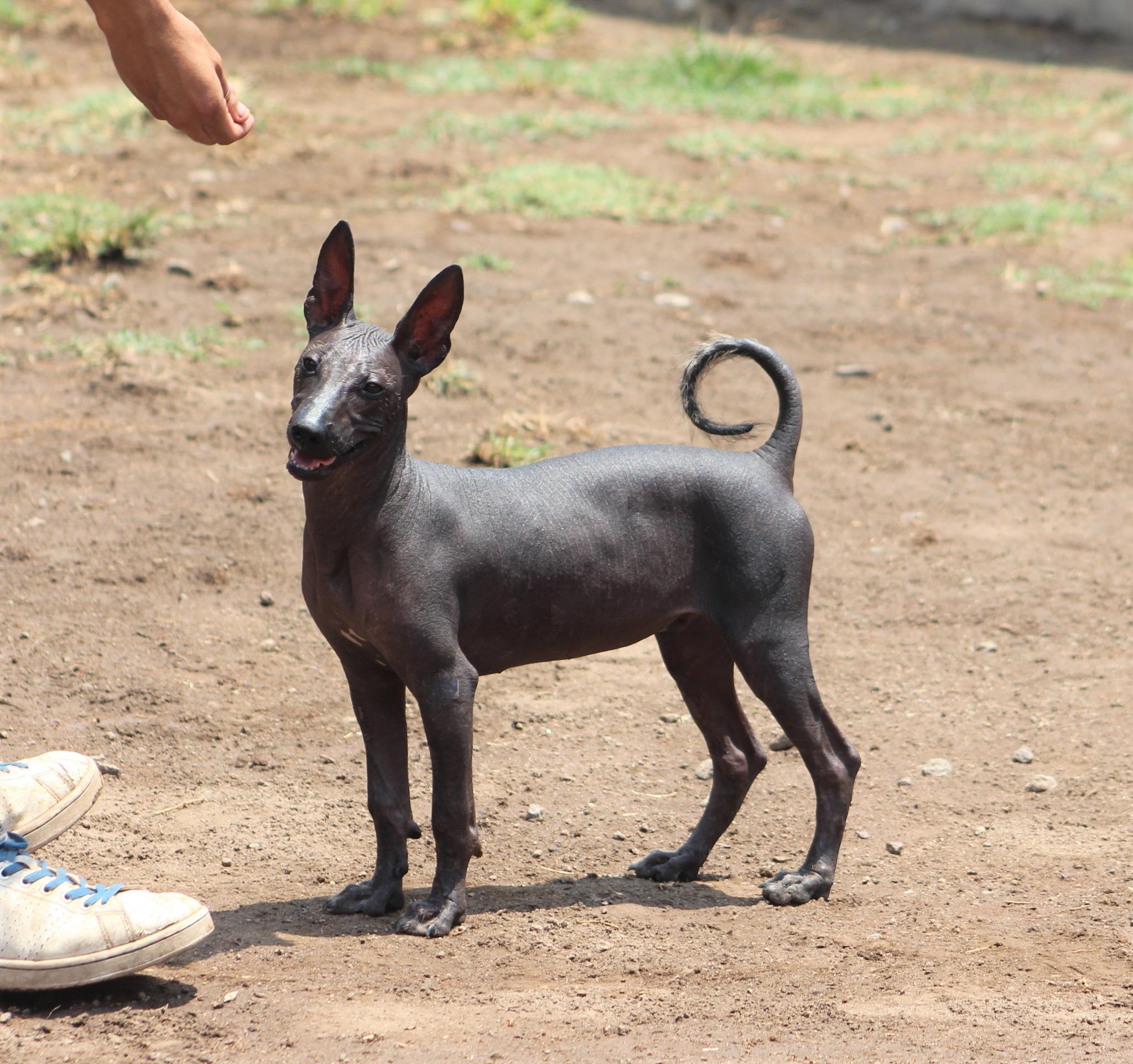 Perro sin pelo del Perú | Venta de Perros de Razas