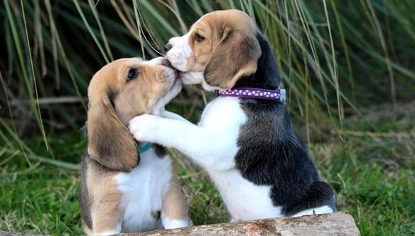 Cachorros Beagle | Se entregan con carnet de vacunación | LIMA