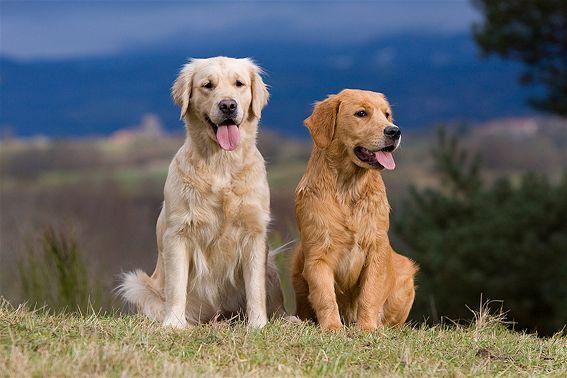 Cachorros Golden Retriever | Madre con Pedigree Venta en Lima