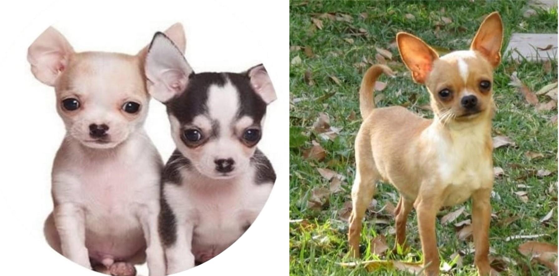 Chihuahuas Cabeza de Manzana | Cachorros Chihuahua en Venta Lima Raza Pura