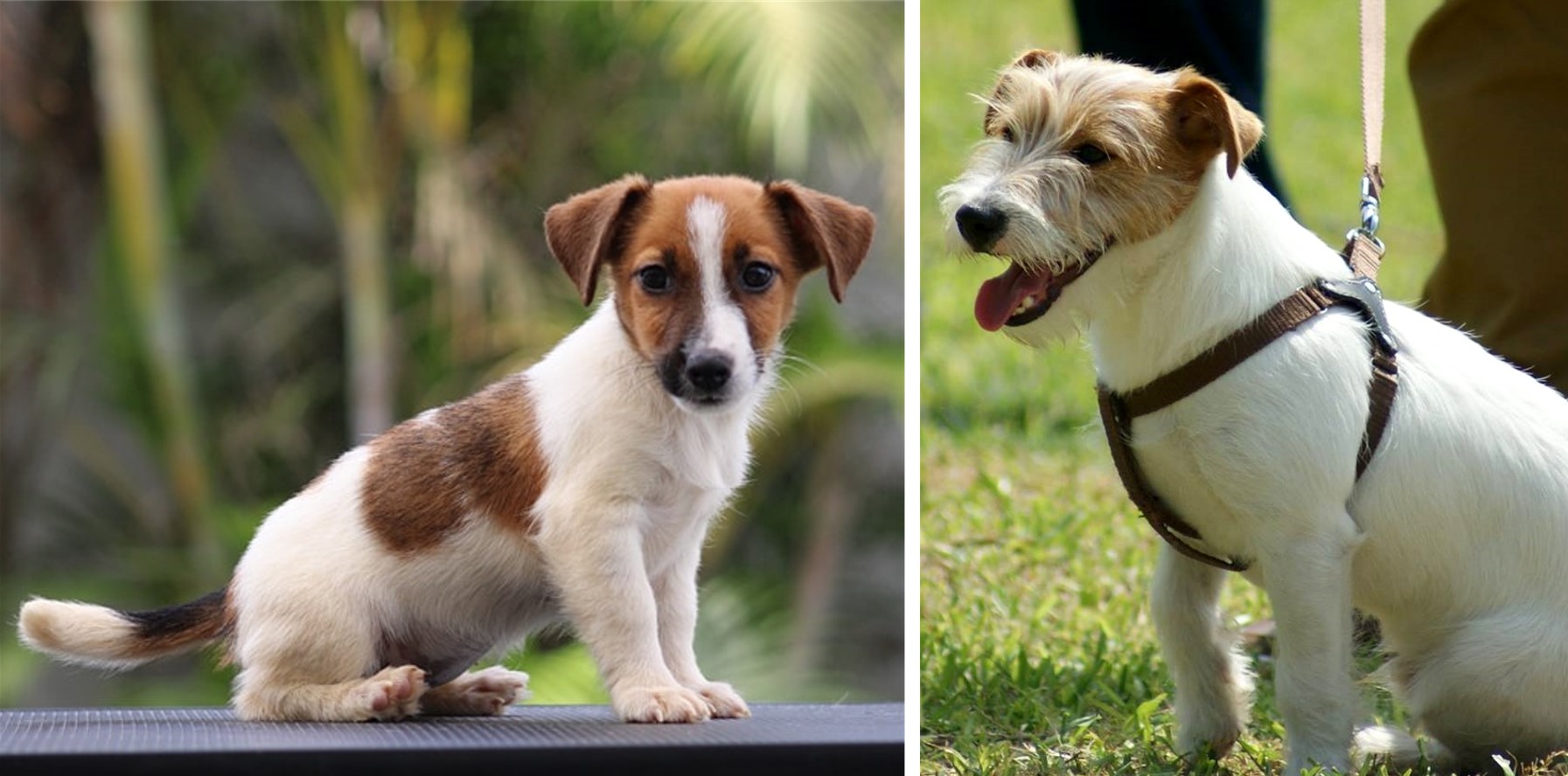 Jack Russell Terrier | Criadero Casa Magna Perros Adultos y Cachorros